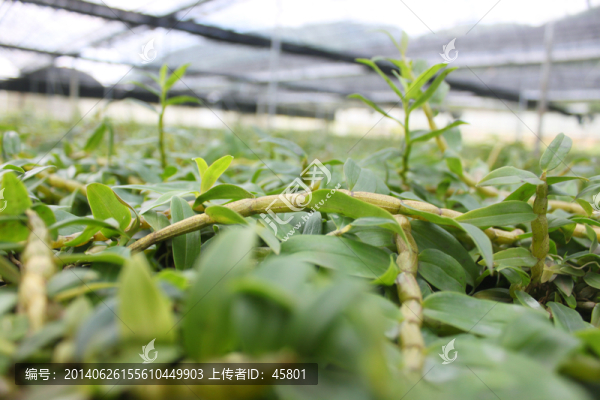 鐵皮,石斛