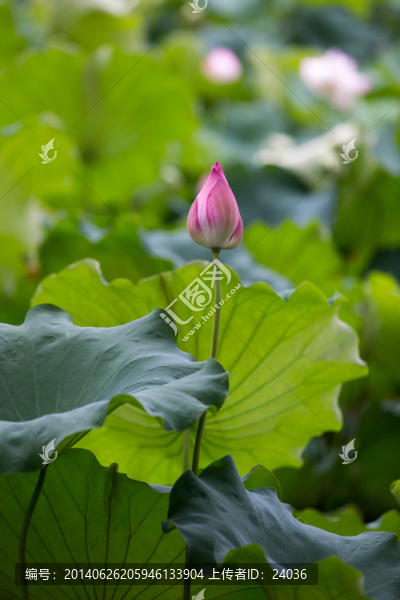 荷塘,荷花