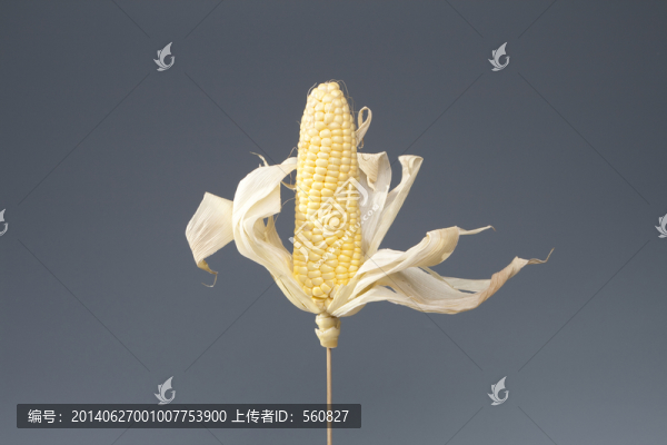 玉米棒,高清大圖