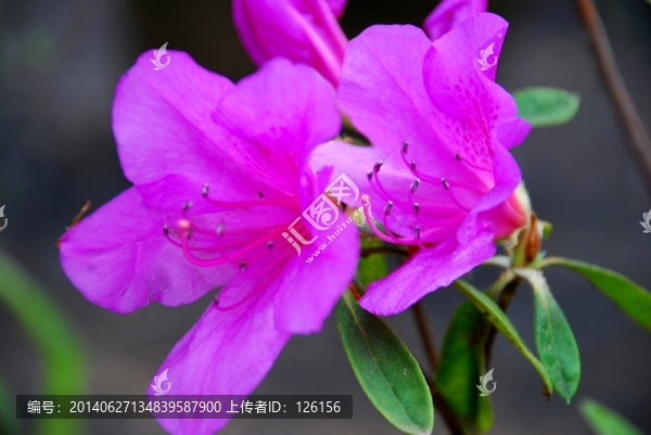 杜鵑花