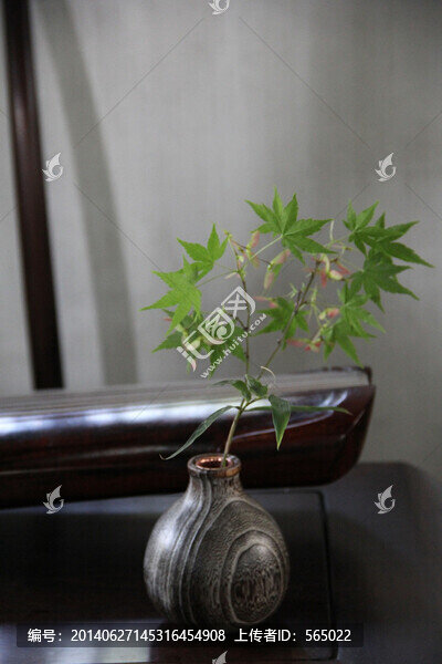 創(chuàng)意植物