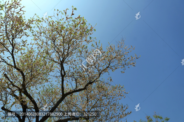 大樹樹冠