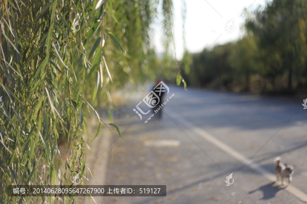 柳樹