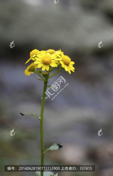 野菊花
