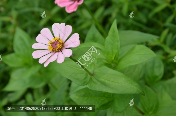 花朵攝影圖片