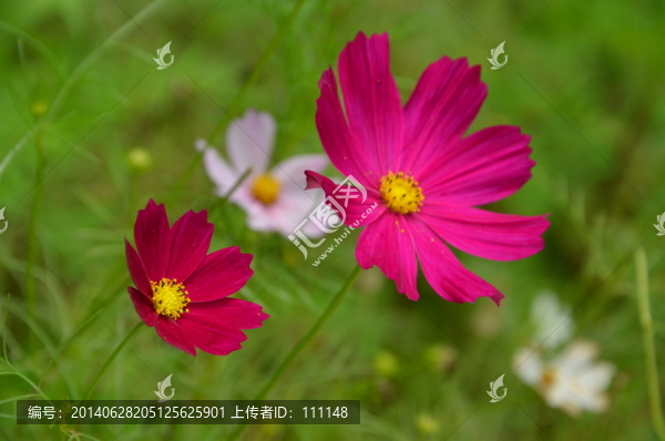 格?；ㄎ罃z影圖片