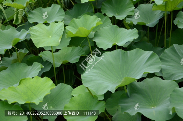 荷葉背景素材