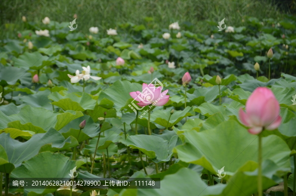 盛開的荷花高清攝影圖