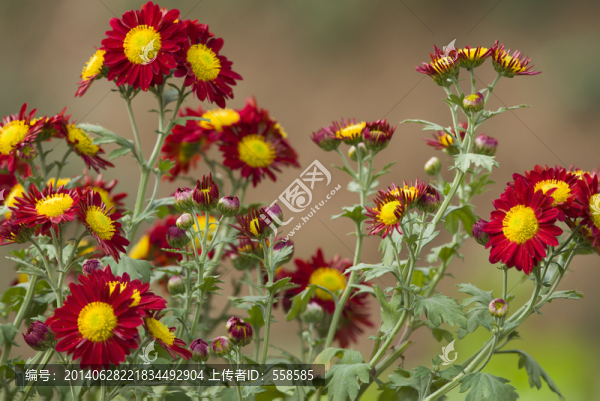紅色菊花