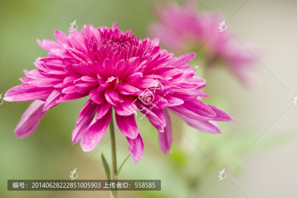 紫紅色觀賞菊花