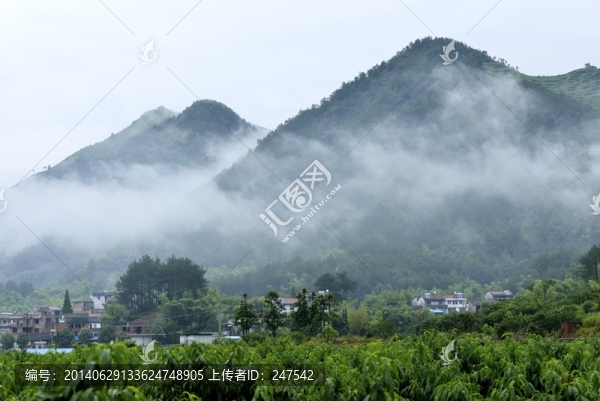 高山,桃園,桃樹,云霧,云山