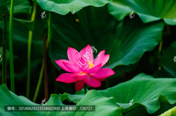 荷花