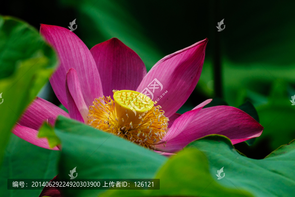 荷花