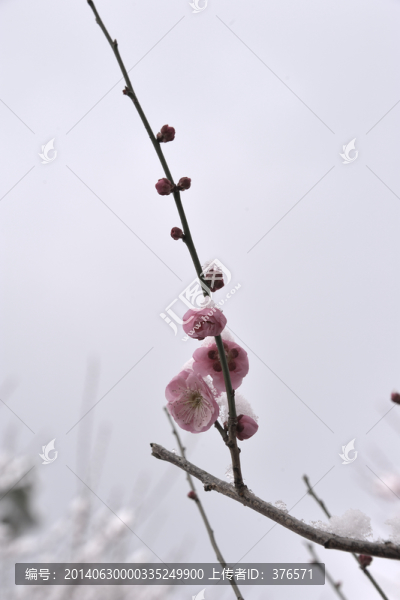 靈峰,靈峰探梅,冬季,梅花