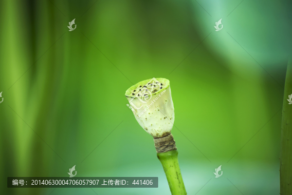 蓮蓬