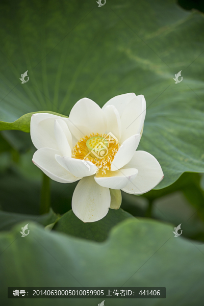 荷花,花蕊