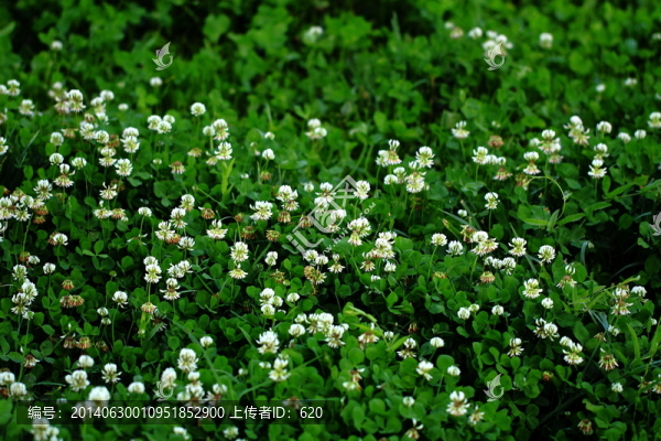 三葉草