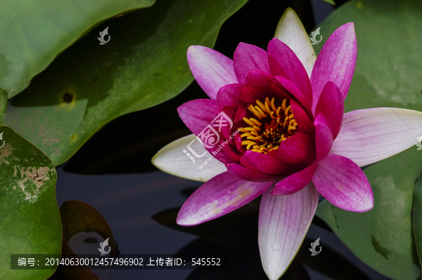 睡蓮