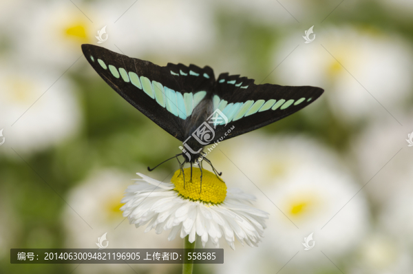 青鳳蝶訪菊花
