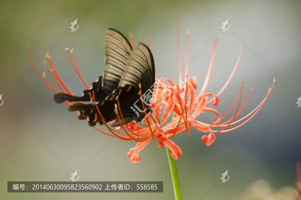 彼岸花中的碧鳳蝶