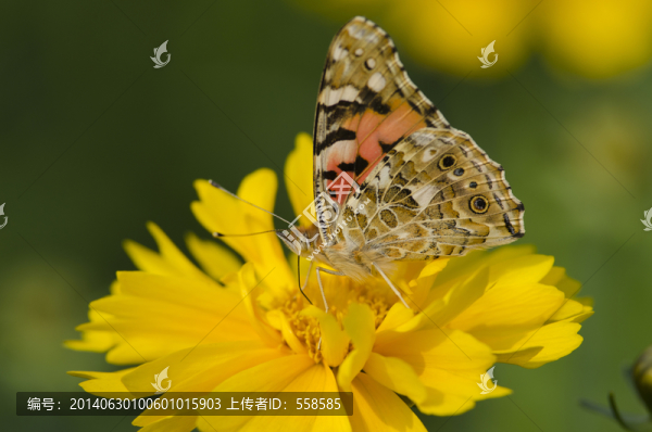 訪(fǎng)菊花的小紅蛺蝶