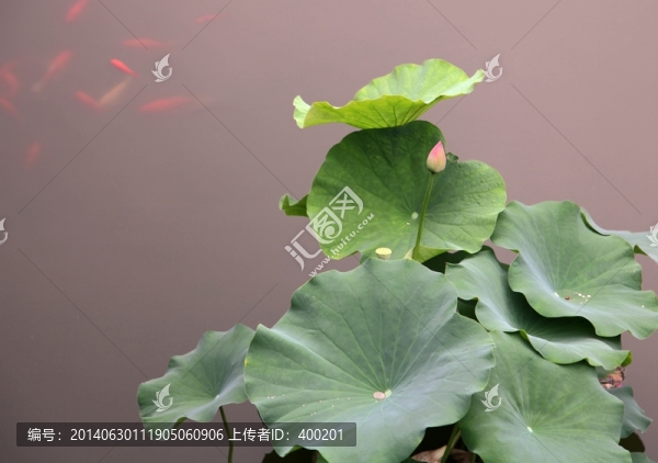 紅魚荷花