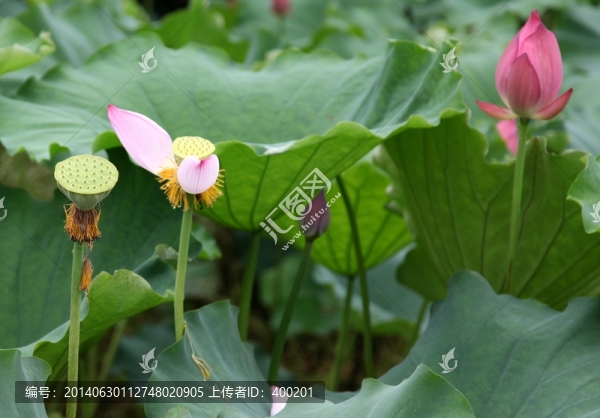 荷花