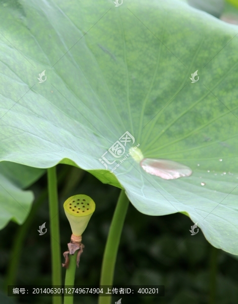 蓮蓬綠葉