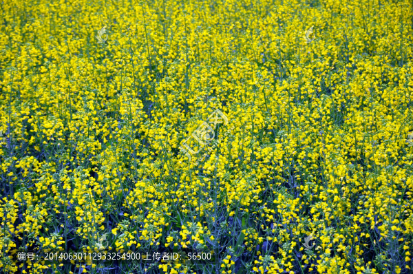 油菜花