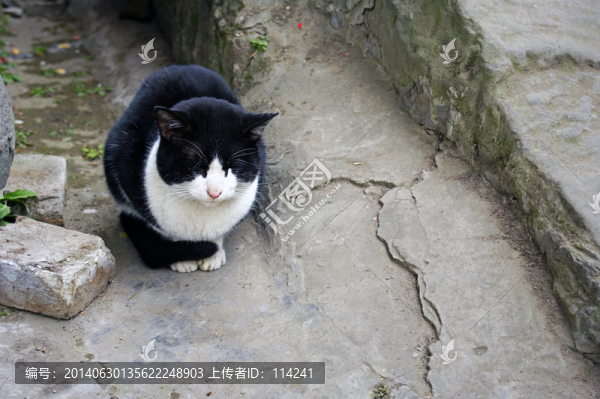 黑色流浪貓