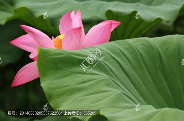 荷花
