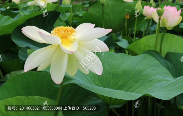 白蓮花盛開