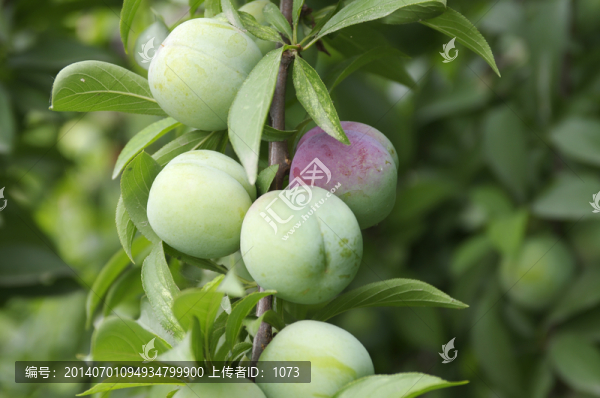 李子樹
