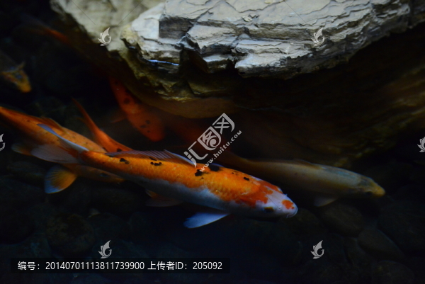 錦鯉