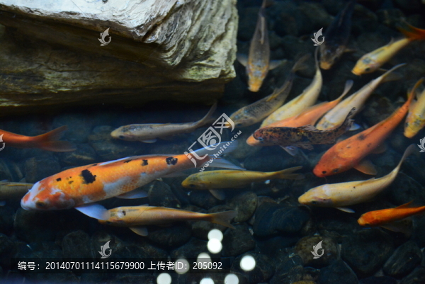 錦鯉