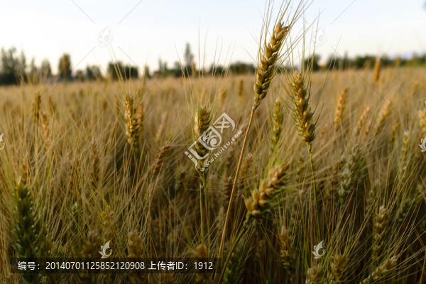 麥田