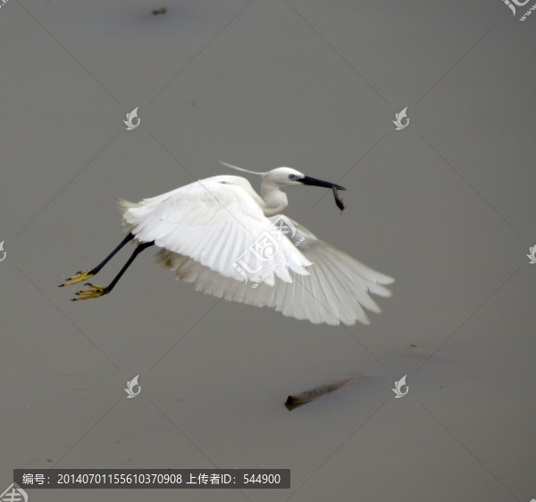 白鷺捕魚