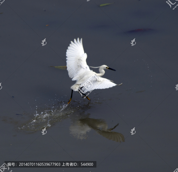 白鷺戲水