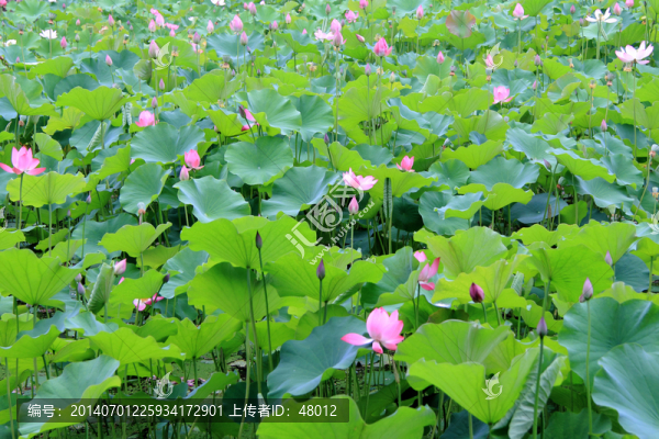 一池荷花