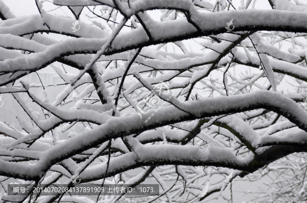 積雪樹枝