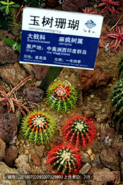 沙地植物