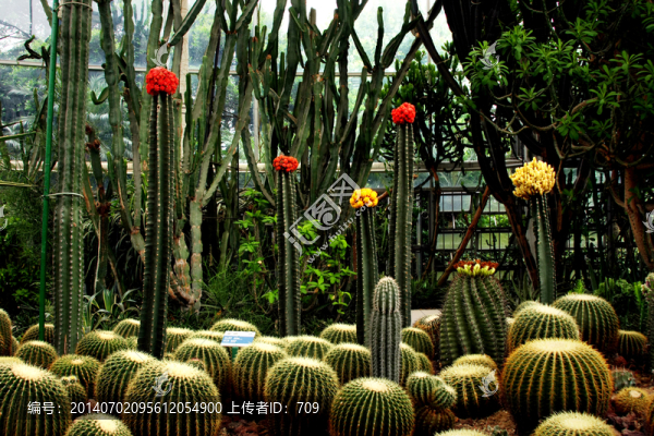 多肉植物園