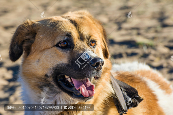 寵物犬