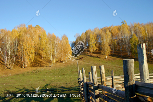 中國(guó),新疆,樹(shù)林,草地,樹(shù)木