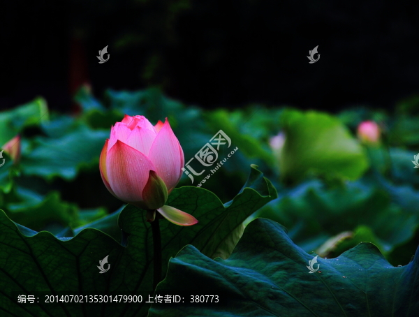 荷花
