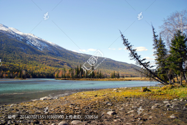 中國,新疆,樹林,河流,樹木