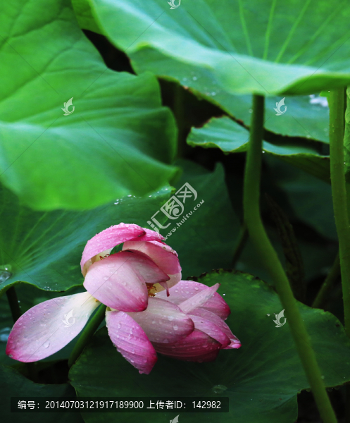 荷花