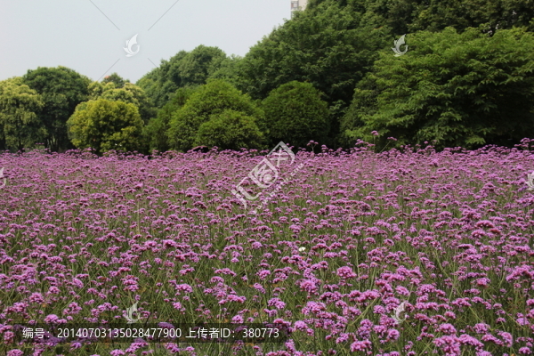 薰衣草