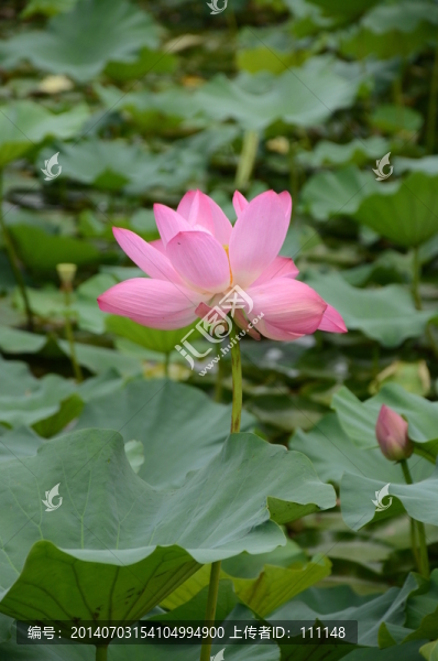 高清蓮花圖片