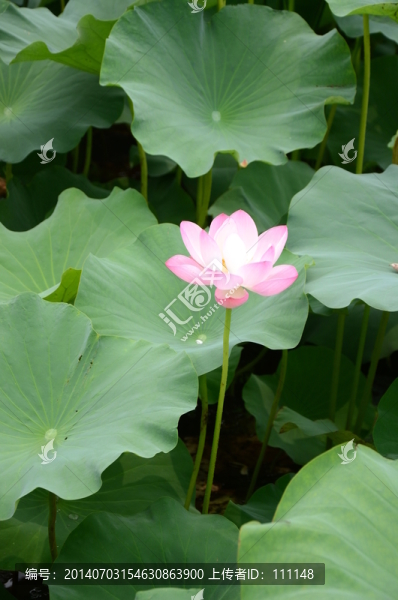 荷花攝影圖片